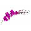Dendrobium Mad Pompadour X10