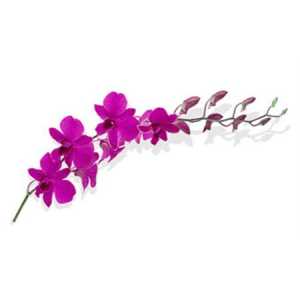 Dendrobium Mad Pompadour X10