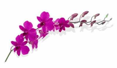 Dendrobium Mad Pompadour X10