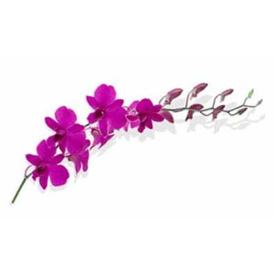 Dendrobium Mad Pompadour X10