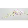 Dendrobium Misteen X10