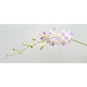 Dendrobium Misteen X10
