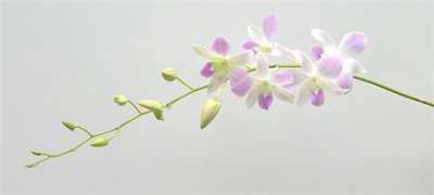 Dendrobium Misteen X10