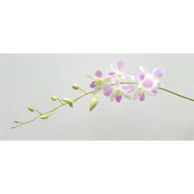 Dendrobium Misteen X10