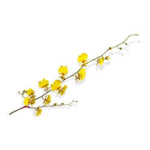 Dendrobium Oncidium X10