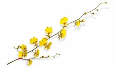 Dendrobium Oncidium X10