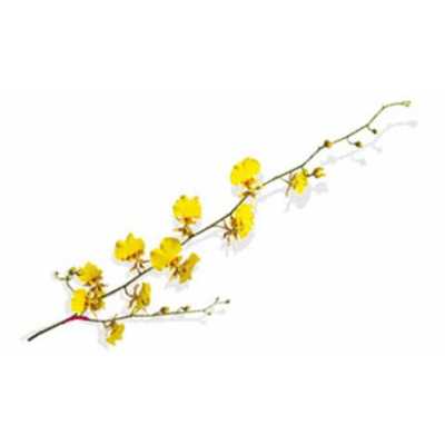 Dendrobium Oncidium X10