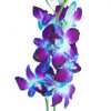 Dendrobium Painted Blue X10