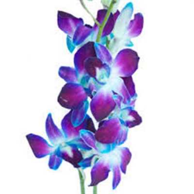 Dendrobium Painted Blue X10