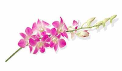 Dendrobium Sakura X10