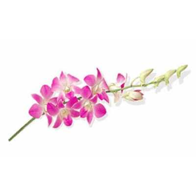 Dendrobium Sakura X10