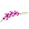 Dendrobium Sonia X10