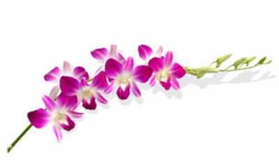 Dendrobium Sonia X10