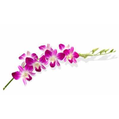 Dendrobium Sonia X10