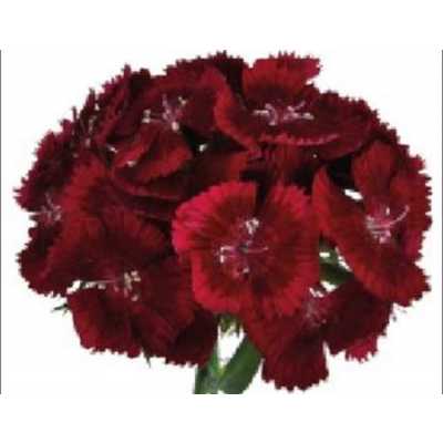 Di Barb Barbarella Deep Red