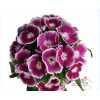 Di Barb Bicolour Purple