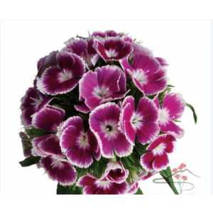 Di Barb Bicolour Purple