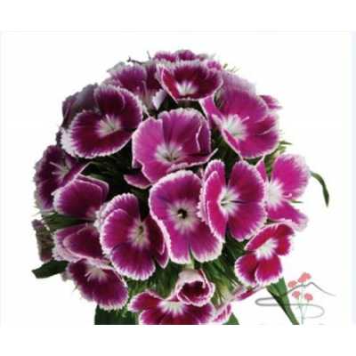 Di Barb Bicolour Purple