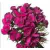 Di Barb Cerise