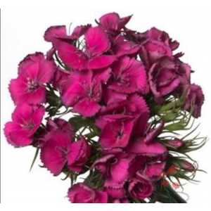 Di Barb Cerise