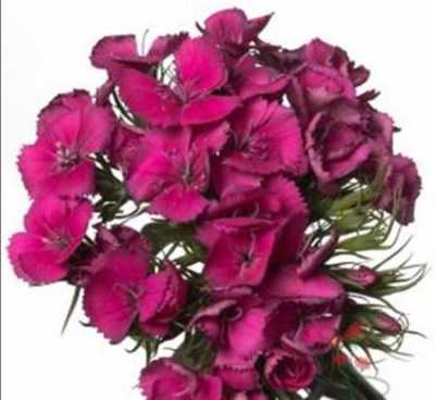 Di Barb Cerise