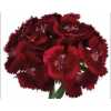 Di Barb Deep Red