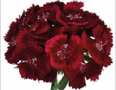 Di Barb Deep Red