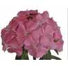 Di Barb Pink