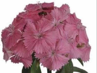 Di Barb Pink