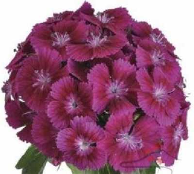 Di Barb Purple