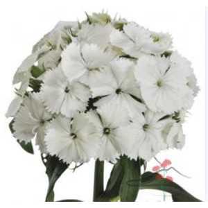 Di Barb White
