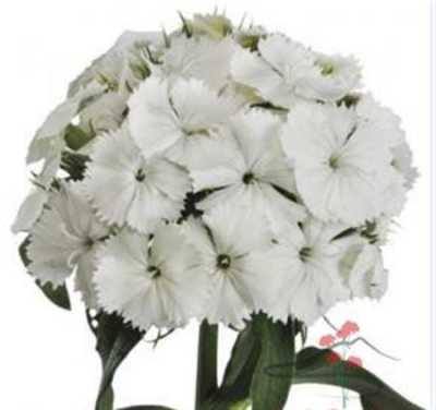 Di Barb White