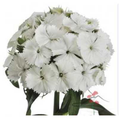 Di Barb White