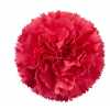 Di St Col. Cerise