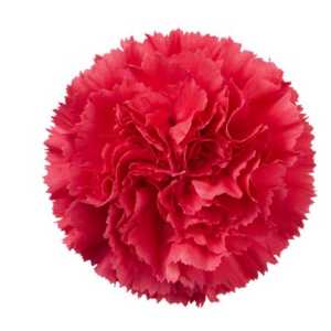 Di St Col. Cerise