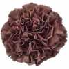 Di St Col. Extasis Copper