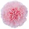 Di St Col. Pale Pink