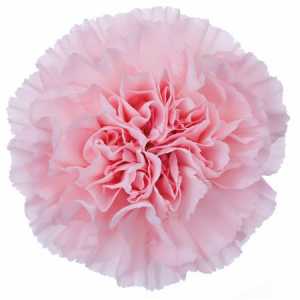 Di St Col. Pale Pink