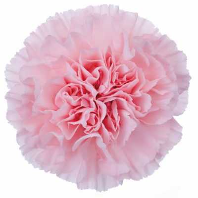 Di St Col. Pale Pink