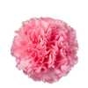 Di St Col. Pink