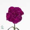 Di St Col. Purple