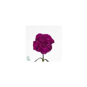 Di St Col. Purple