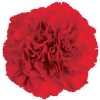 Di St Col. Red