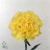 Di St Col. Yellow