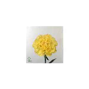 Di St Col. Yellow