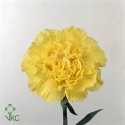 Di St Col. Yellow