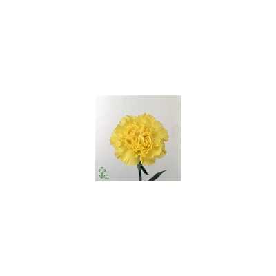 Di St Col. Yellow