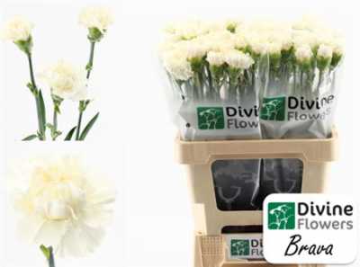 Di St H. Brava