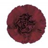 Di St H. Burgundy