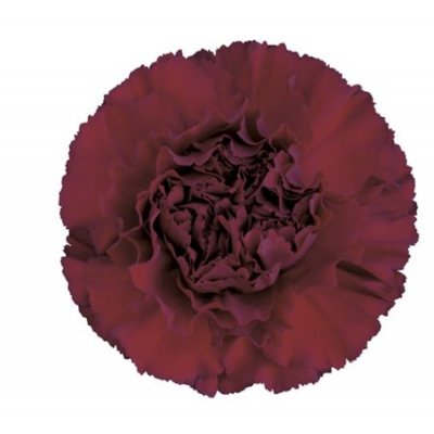 Di St H. Burgundy